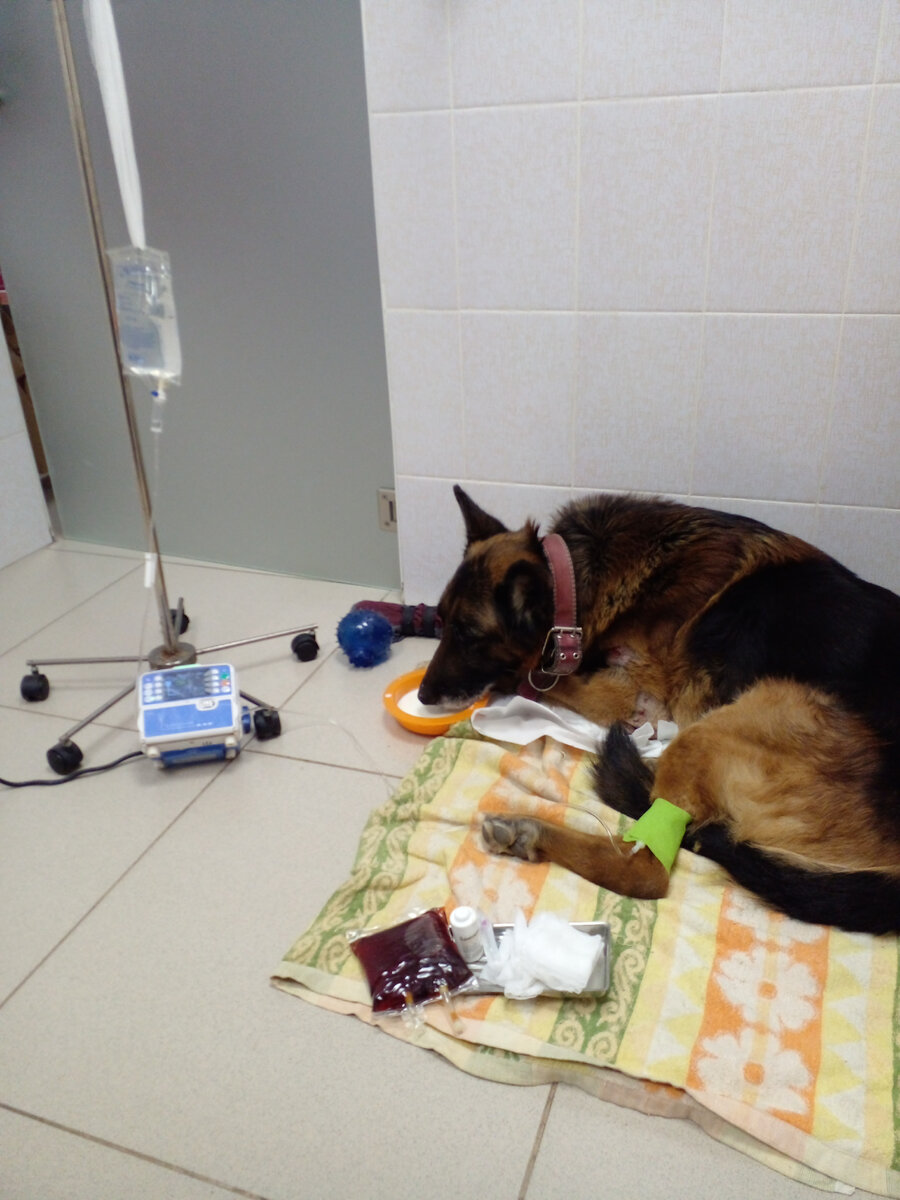 Поставили капельницу. Эрих кушает кефир. 2 апреля, Екатеринбург, клиника "Ветдоктор". Фото автора. 