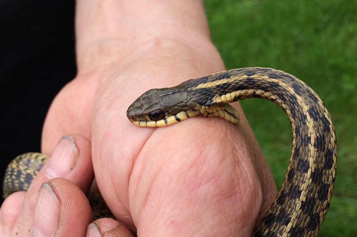    Дачная неожиданность. Как поступать при укусе змеи?