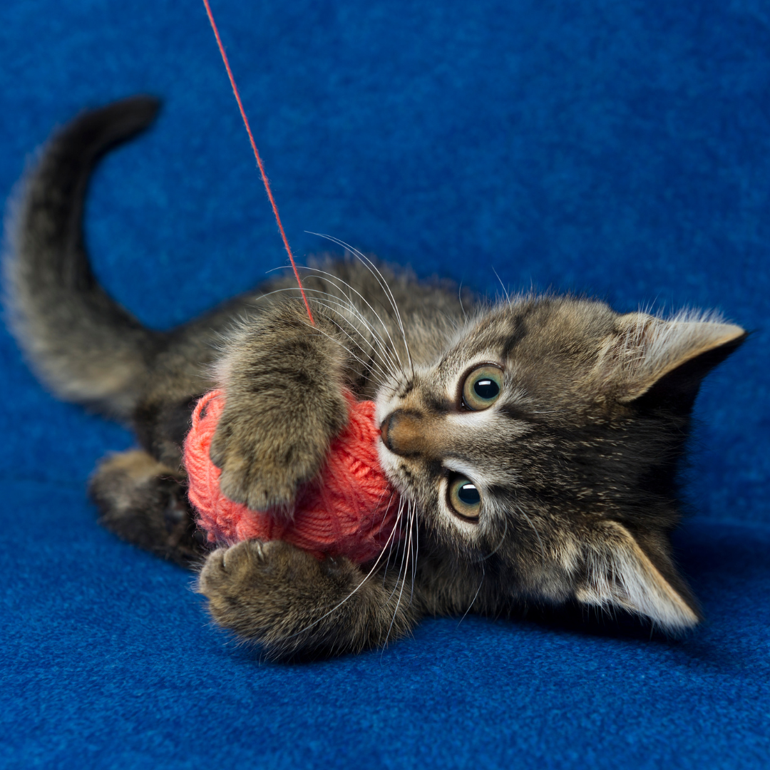 А вот и не отдам клубочек! 