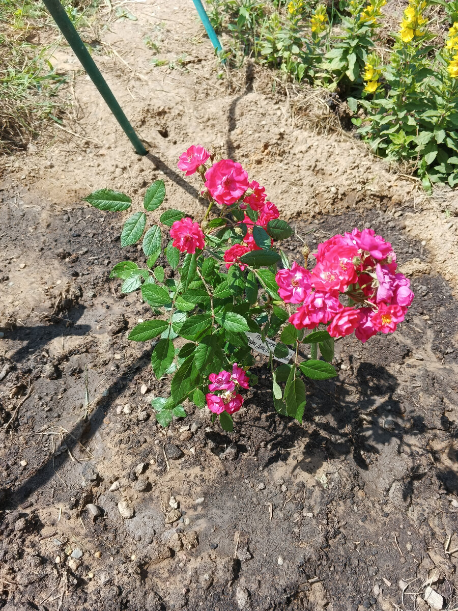 Просто красота. 