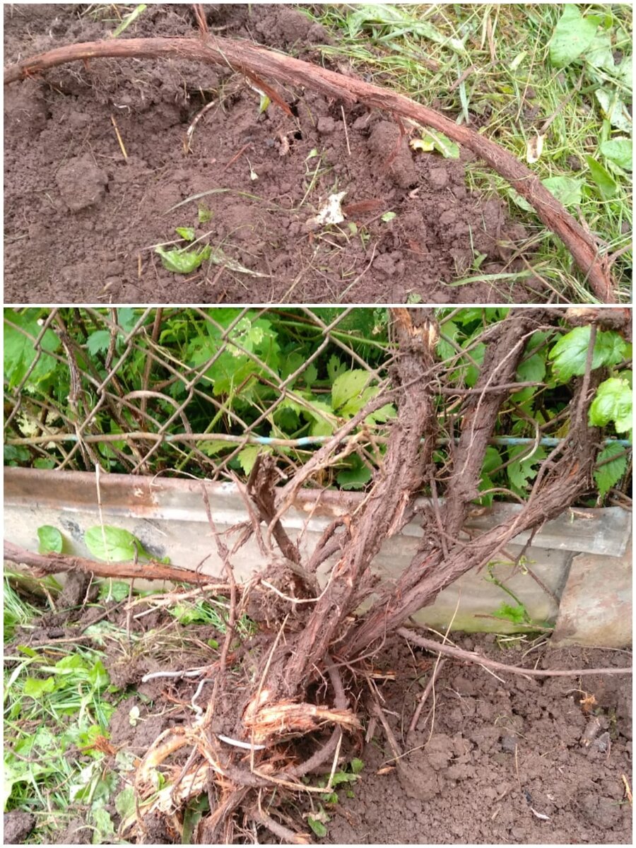 Корни хмеля. Фото автора.