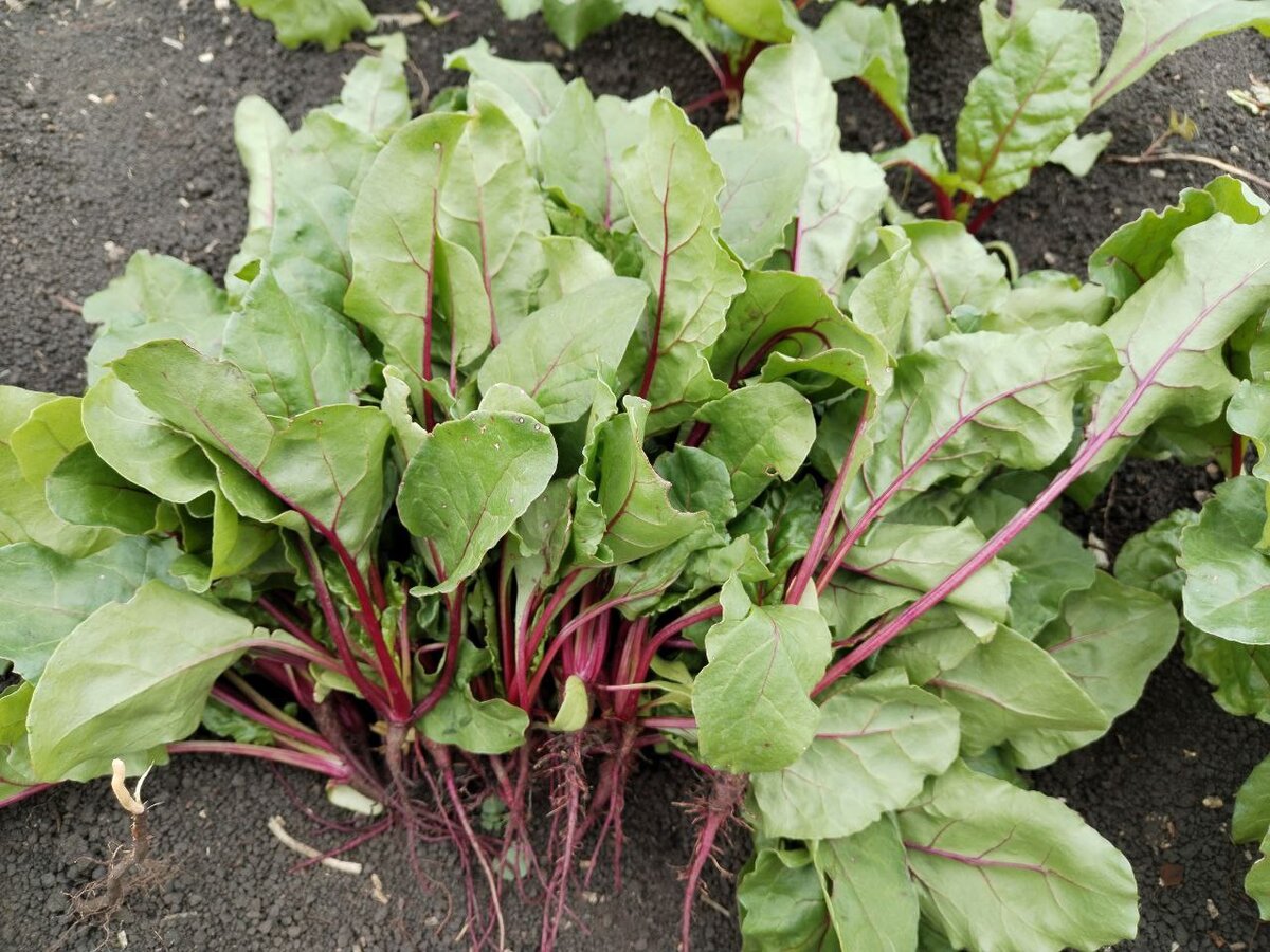 Разве можно такую красоту выбросить?))