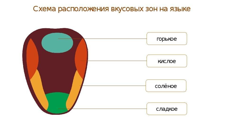 Привкус на языке