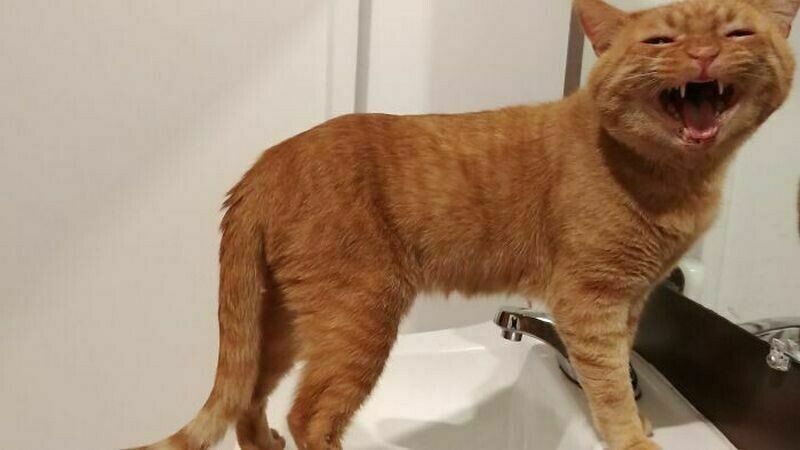    15 очаровательных котов, которые что-то хотят от своего хозяина