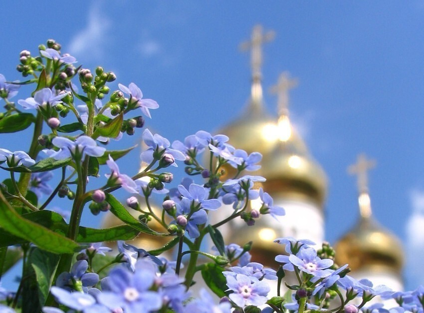 Лучшие благословения. Цветы на фоне храма. Православные цветы. Божьего благословения и помощи.