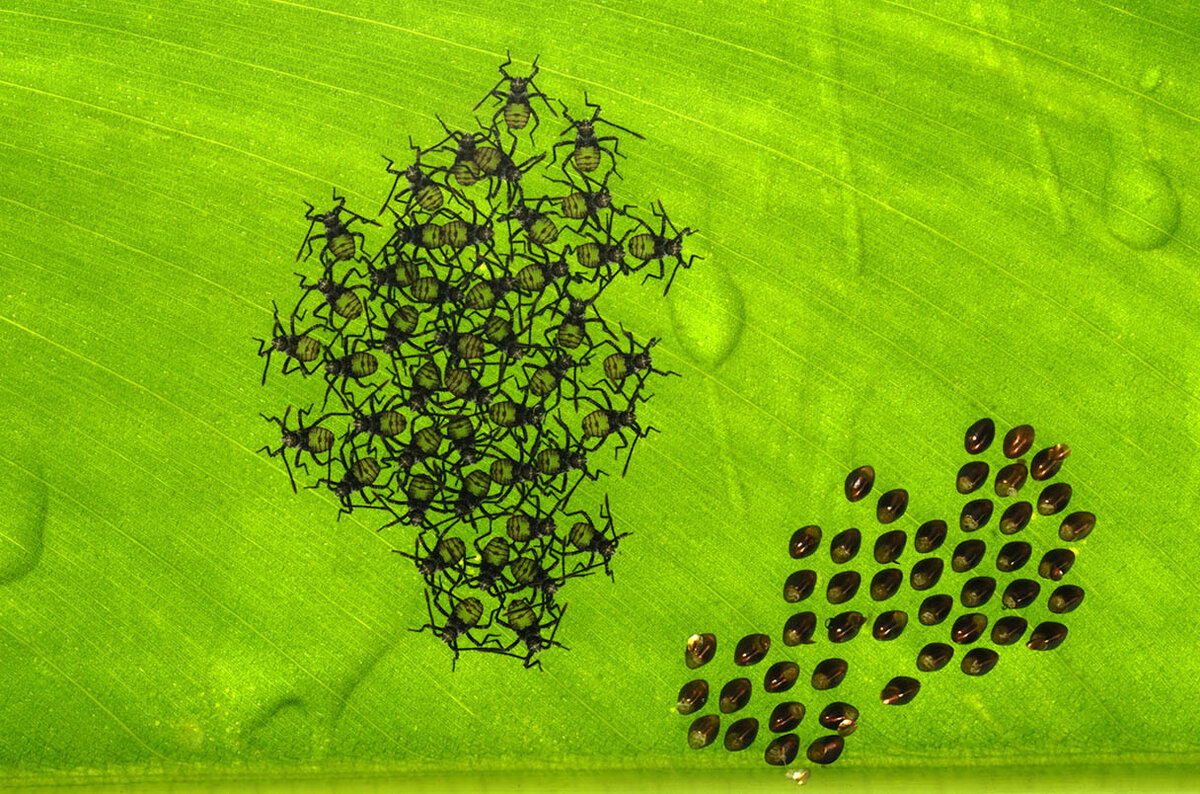 Нимфы (слева) и яйца тыквенного жука на листе. Фото: PARAMESWARAN PILLAI KARUNAKARAN/FLPA/MINDEN