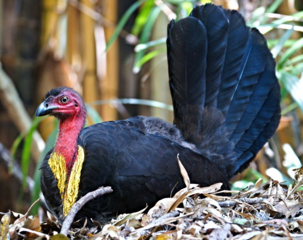 Большеног или сорная курица, сидящий на кладке яиц. Фото из Интернета