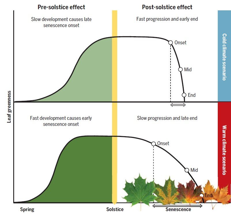   Constantin M. Zohner et al. / Science, 2023