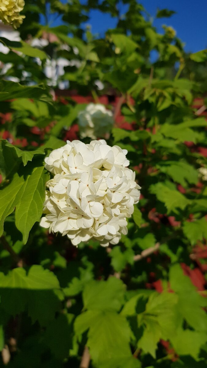 калина обыкновенная Roseum