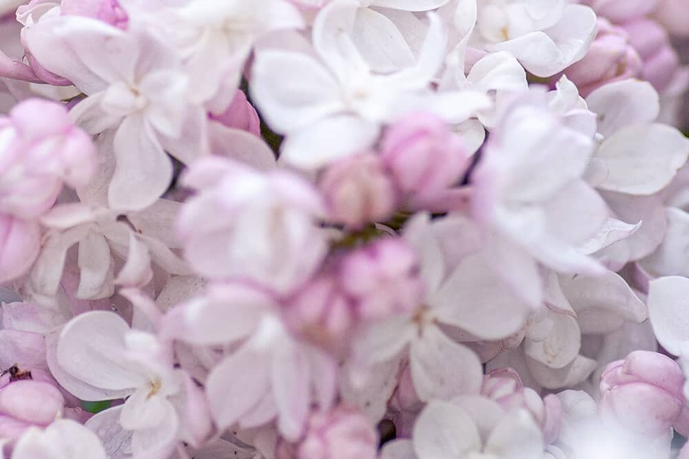 Фото: журнал «Фома». Иллюстрация к публикации «Чего боится Дарья Донцова»