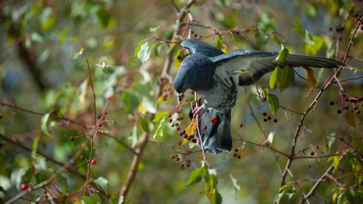     В Казани сокращается количество синантропных птиц. Об этом в разговоре с корреспондентом Inkazan рассказал завкафедрой биоэкологии, гигиены и общественного здоровья Института фундаментальной медицины и биологии КФУ Ильгизар Рахимов.