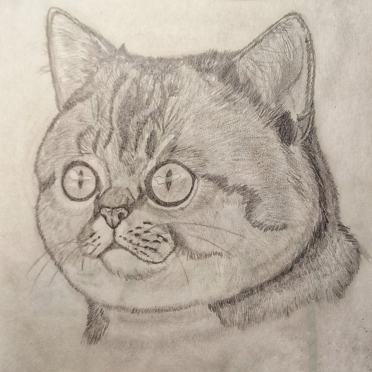 2022год. Рисунок кота в сфере реализма