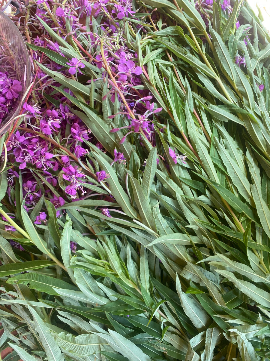 Кипрей узколистный