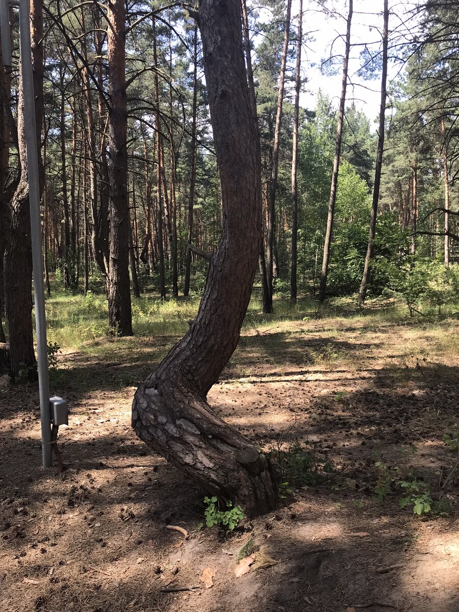 Вот так порой негативные энергии могут изуродовать живое дерево. Что так повлияло на него? Почему оно выросло не таким как обычные деревья? Что его заставило так изогнуться? Так и с людьми, попав а какое-то окружение, человек сначала «уродуется» морально, а затем это уродство проявляется на физическом плане. Но человек привыкает к негативу, и ничего не предпринимает пока его жизнь совсем не развалиться. Многие так живут. Растят своих детей, своим примером тоже «уродуя» их. А потом эти дети ходят к психологам и убирают блоки в сознании и подсознании , которые им мешают быть счастливыми, богатыми, любимыми. А другие дети не ходят к психологам, а просто передают весь накопленный негатив дальше по роду, пока в роду не произойдёт истребление всех благочестивых энергий. Пока члены рода не сопьются, не сгуляются, ни закончат жизнь самоубийством или убийством. Вот так бывает с деревом и даже с родовым.