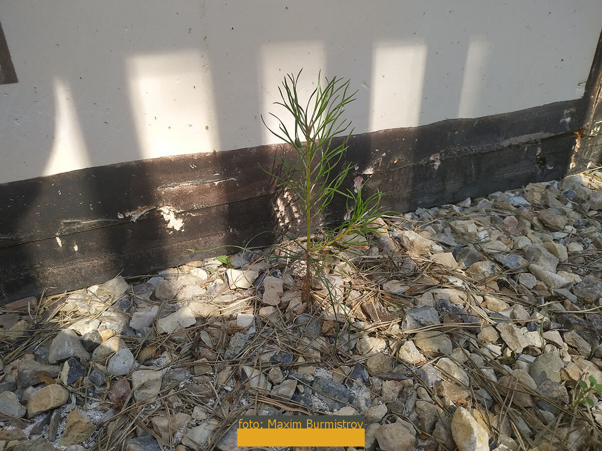 Вот такая мохнатенькая сосенка вымахала возле фундамента прямо среди каменьев "самоцветных"!