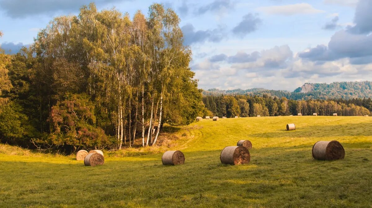 Народный праздник Самсон Сеногной - может пойти дождь и сено будет гнить. Фото: www.piqsels.com
