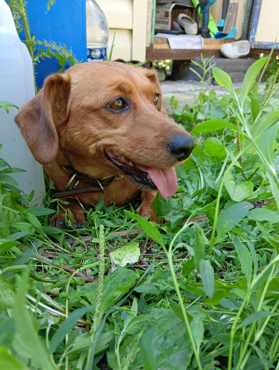 Алиса прячется в холодке