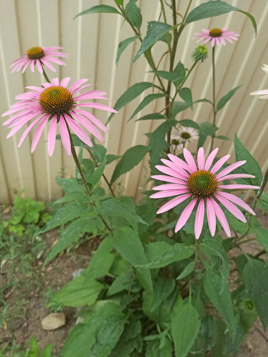 White Petals Purple эхинацея