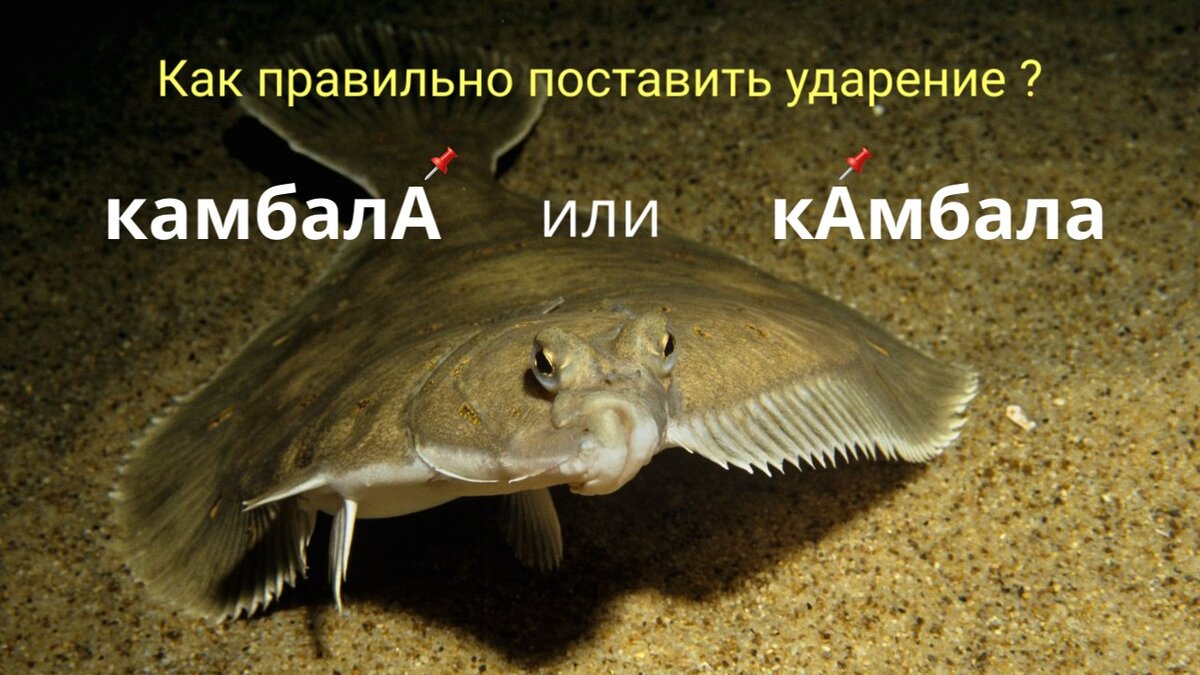 Ответ напишите в комментариях.  Спасибо!