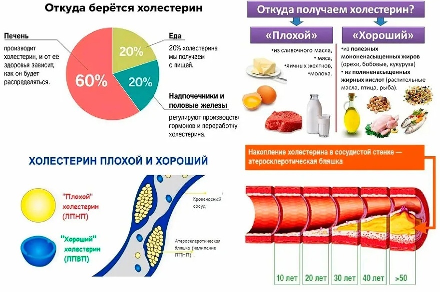 Откуда берется холестерин