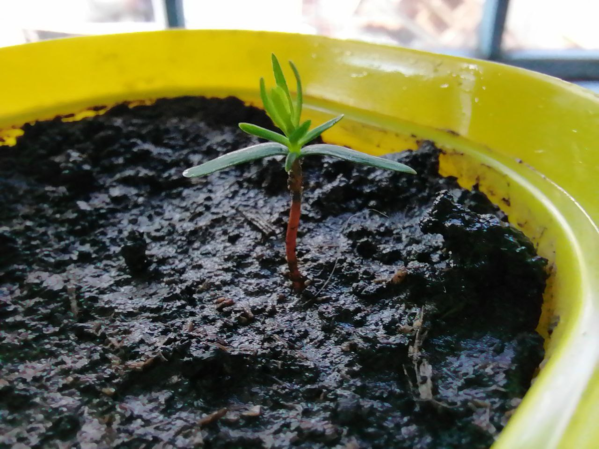 Туя взошла в залитом дождями горшочке