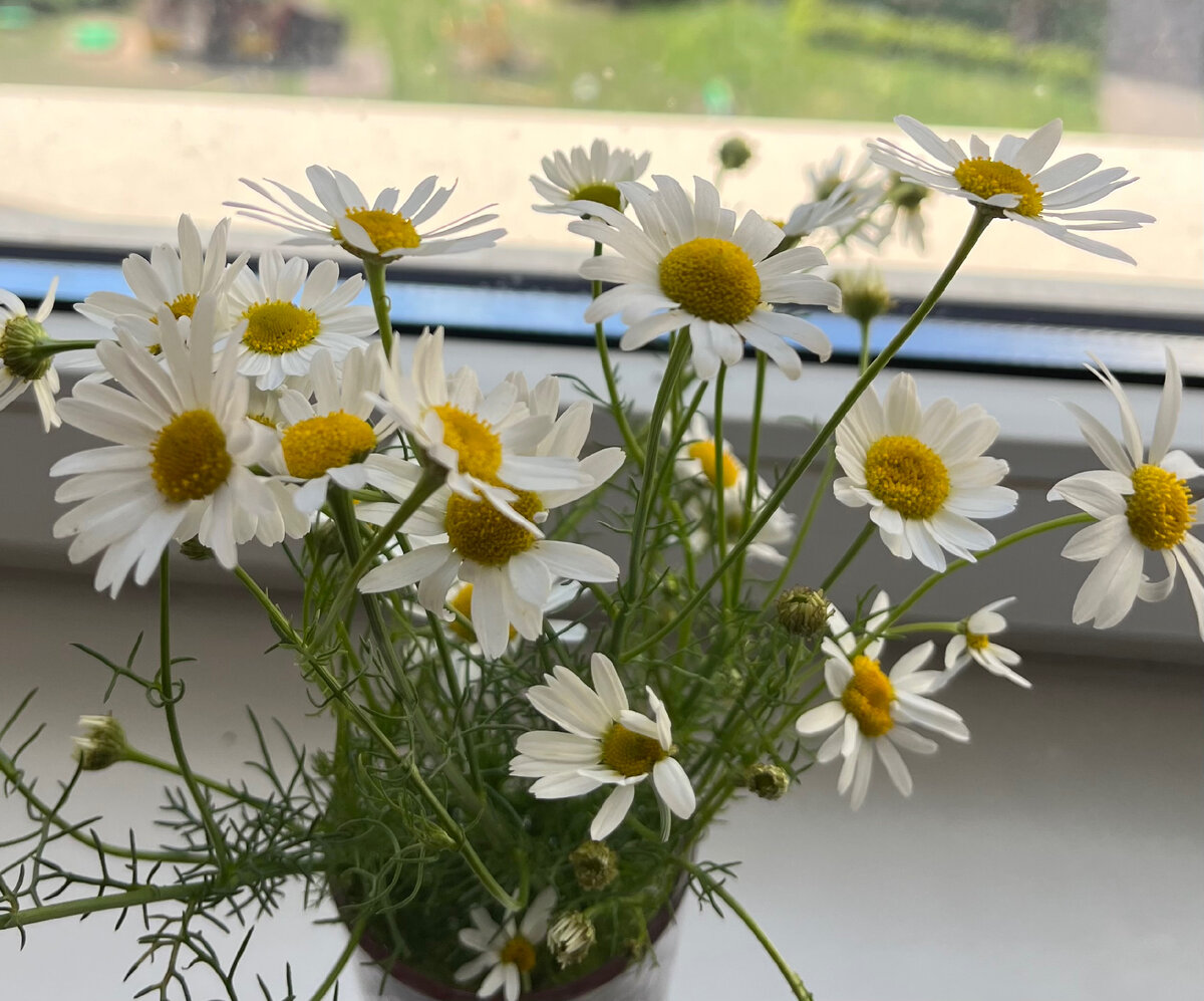 Захотелось сегодня просто сорвать ромашек и поставить на окно🙆🏻‍♀️