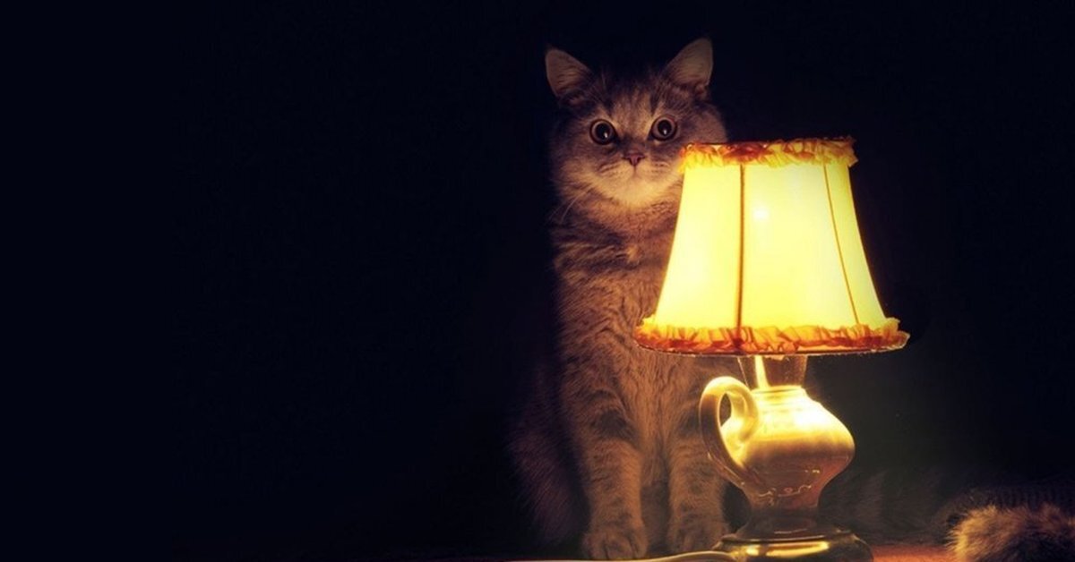 Кот, просто кот.