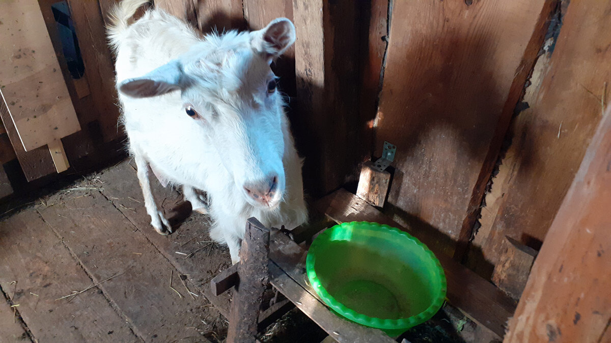 Фотки нндюков нет, но ест фото козы