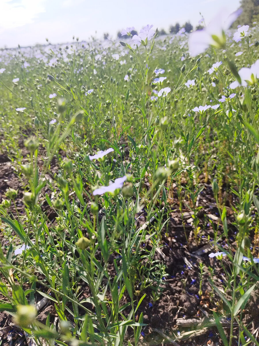 предположительно, поле льна