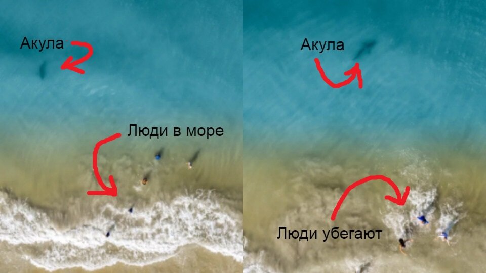 Квадрокоптер спасает семью от акулы