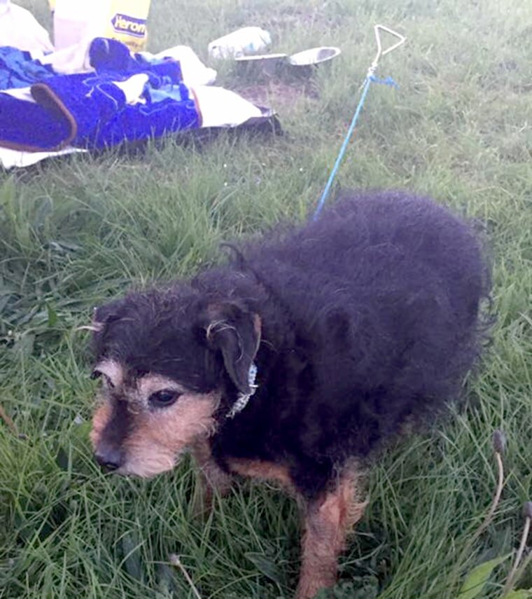 Собака и ее вещи. Источник фото: https://www.today.com/pets/man-rescues-elderly-dog-abandoned-field-food-note-t111157