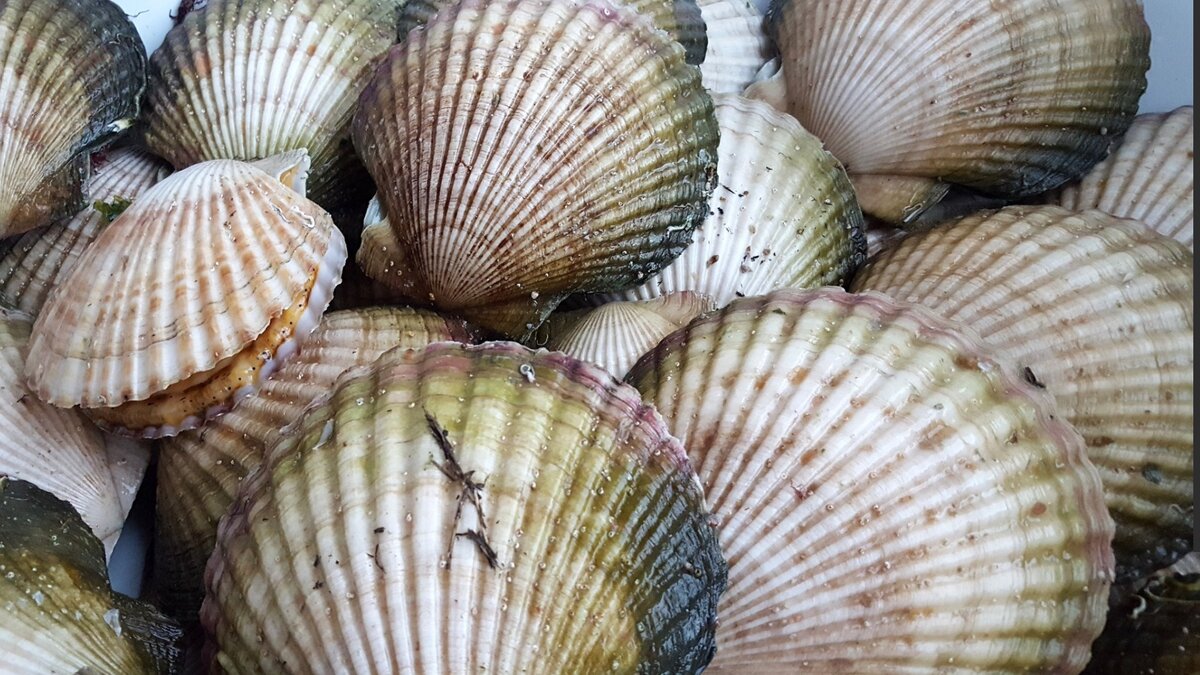     В Уссурийском заливе появились микроводоросли псевдоницший, которые выделяют вредный токсин — домоевую кислоту. Она негативно влияет на мозг и может привести к неврологическим расстройствам.