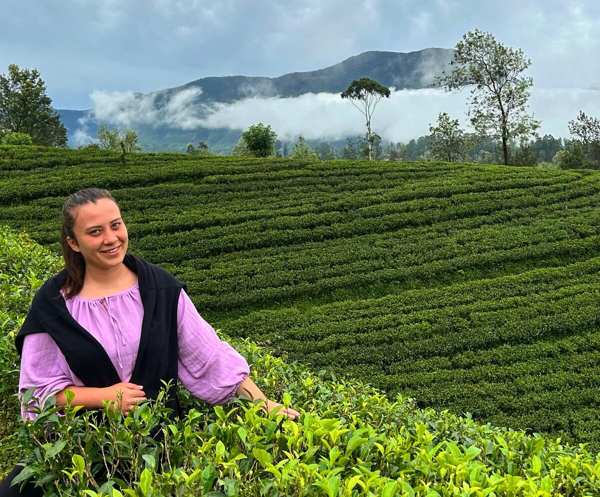 Чайные плантации в Нувара Элия