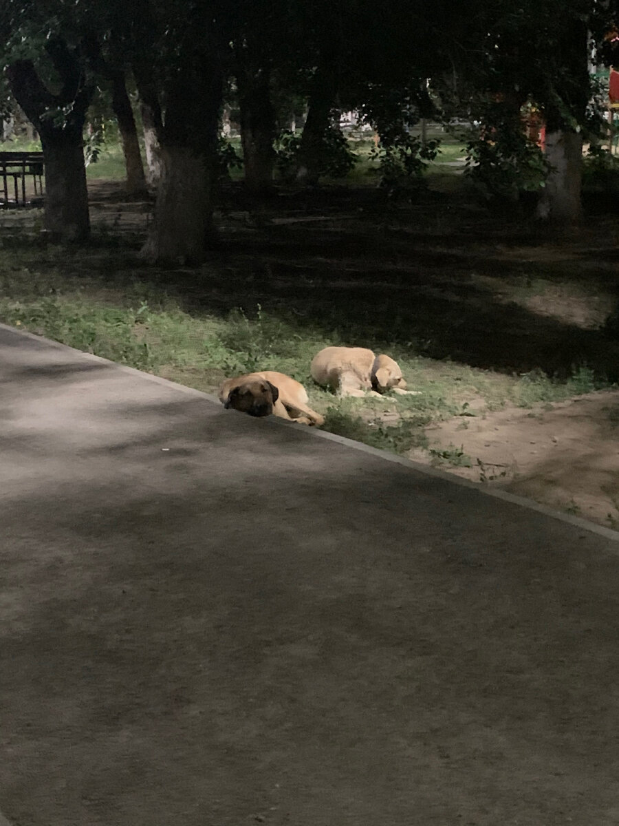 Вася и Света