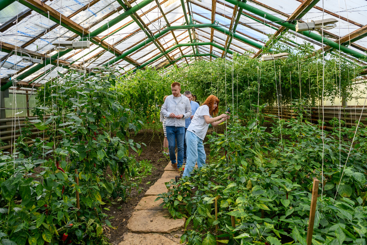 Самые вкусные и ароматные помидоры – те, которые только что сорваны с куста. 
