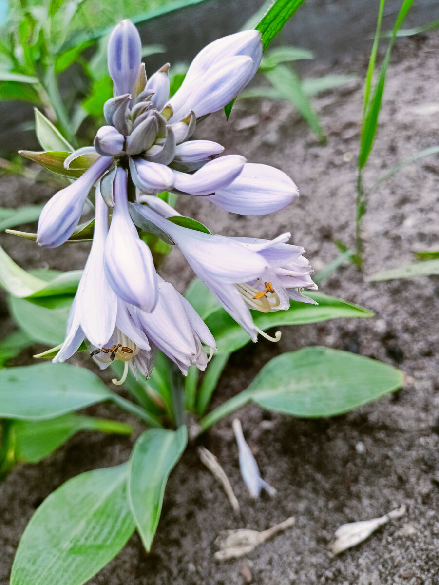 Расцвела хоста.