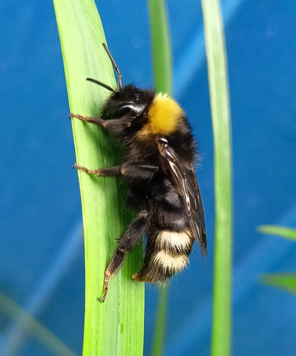 Bombus Sylvarum