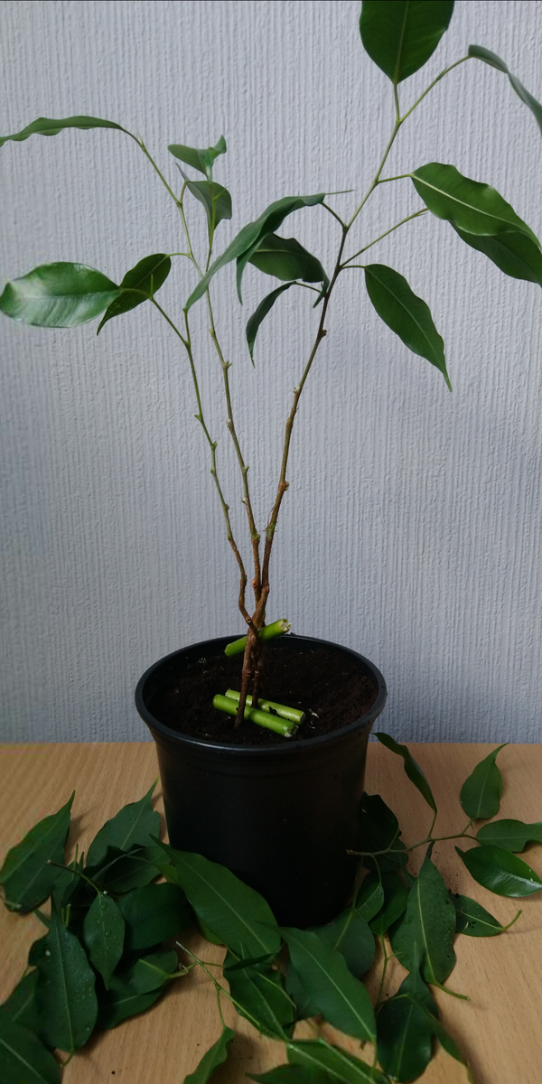 стрижка летняя