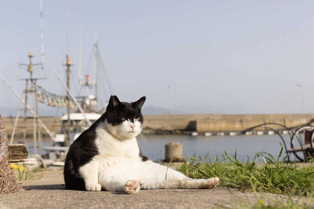    Фото: Kenichi Morinaga / Comedy Pets