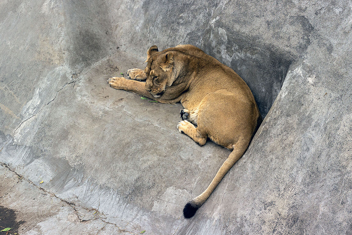 Режим работы зоопарка в москве. Билет в московский зоопарк 2022. Зоопарк ижевск режим работы 2021. График работы московского зоопарка 2023. График работы московского зоопарка 2023.