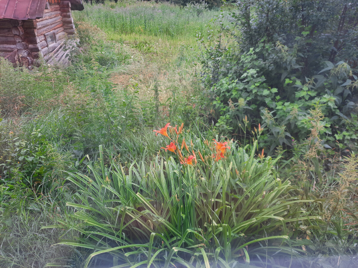 Цветы не выращивала: сами выросли под окном