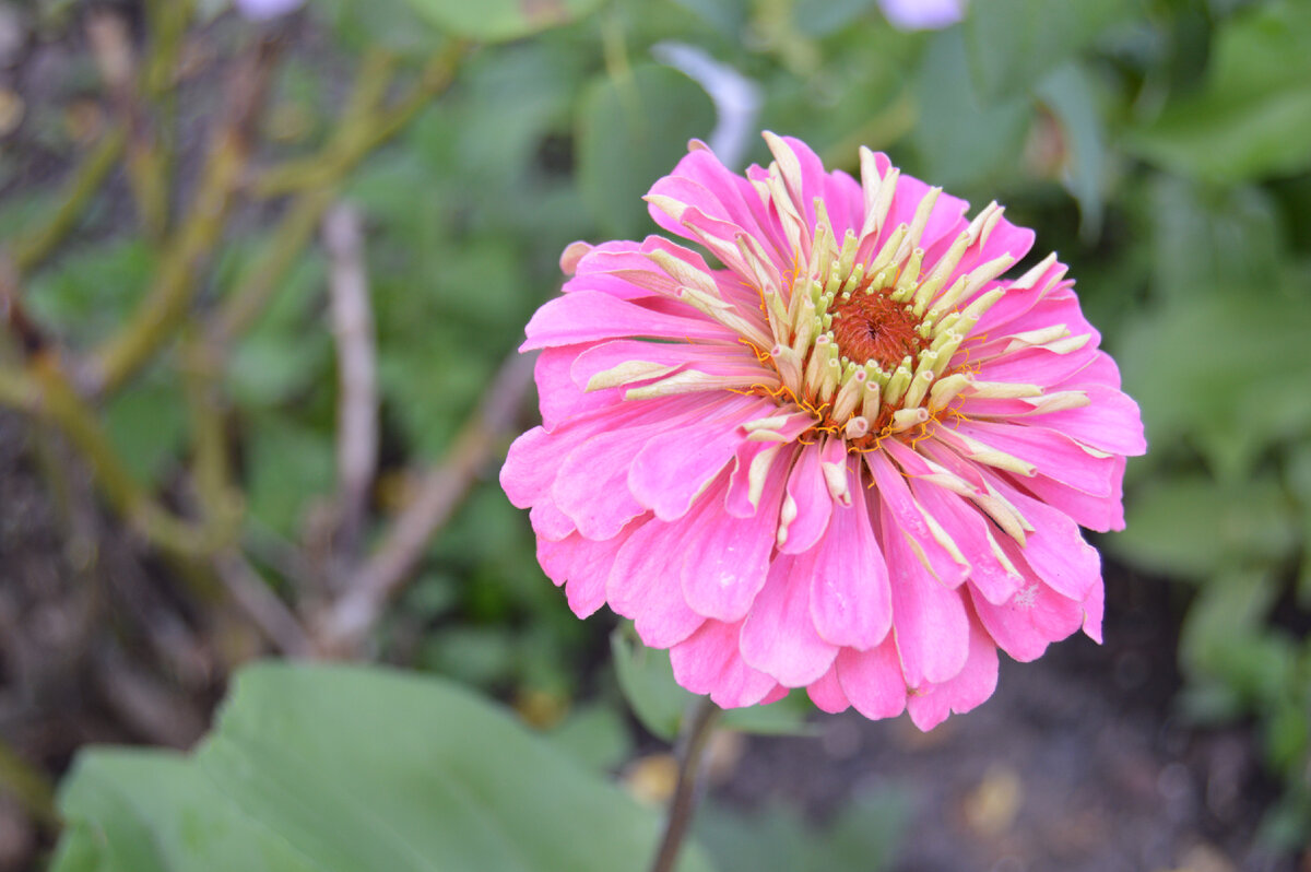 Фото автора.15.07.2023. Расцвел на клумбе такой цветочек.