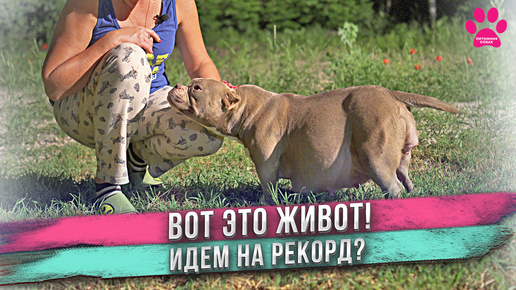 Сколько же в ней щенков?! Очень беременная собака! Когда роды?