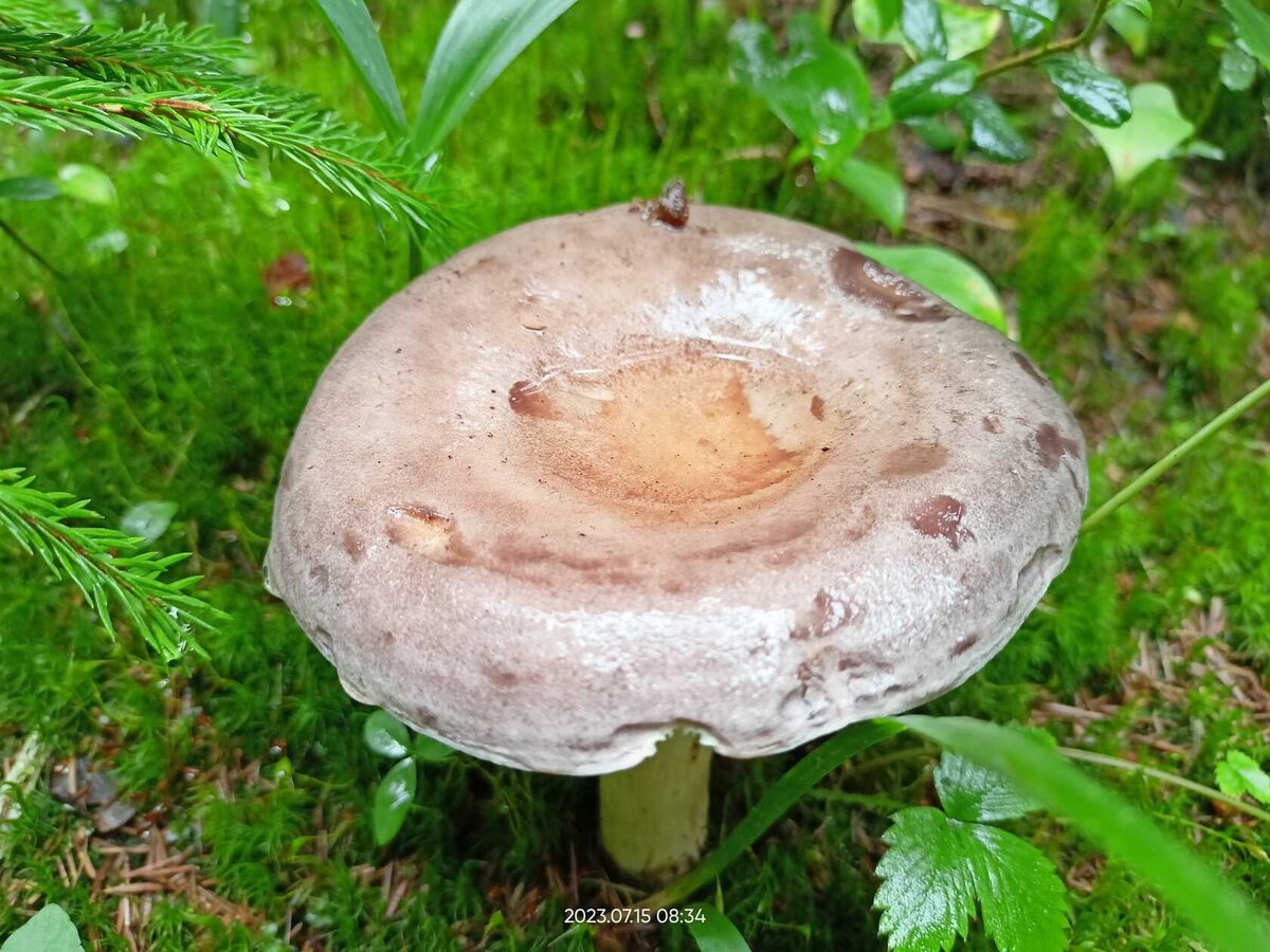 Млечник обыкновенный (Lactarius trivialis) - Грибы Сибири Вложение: 21559
