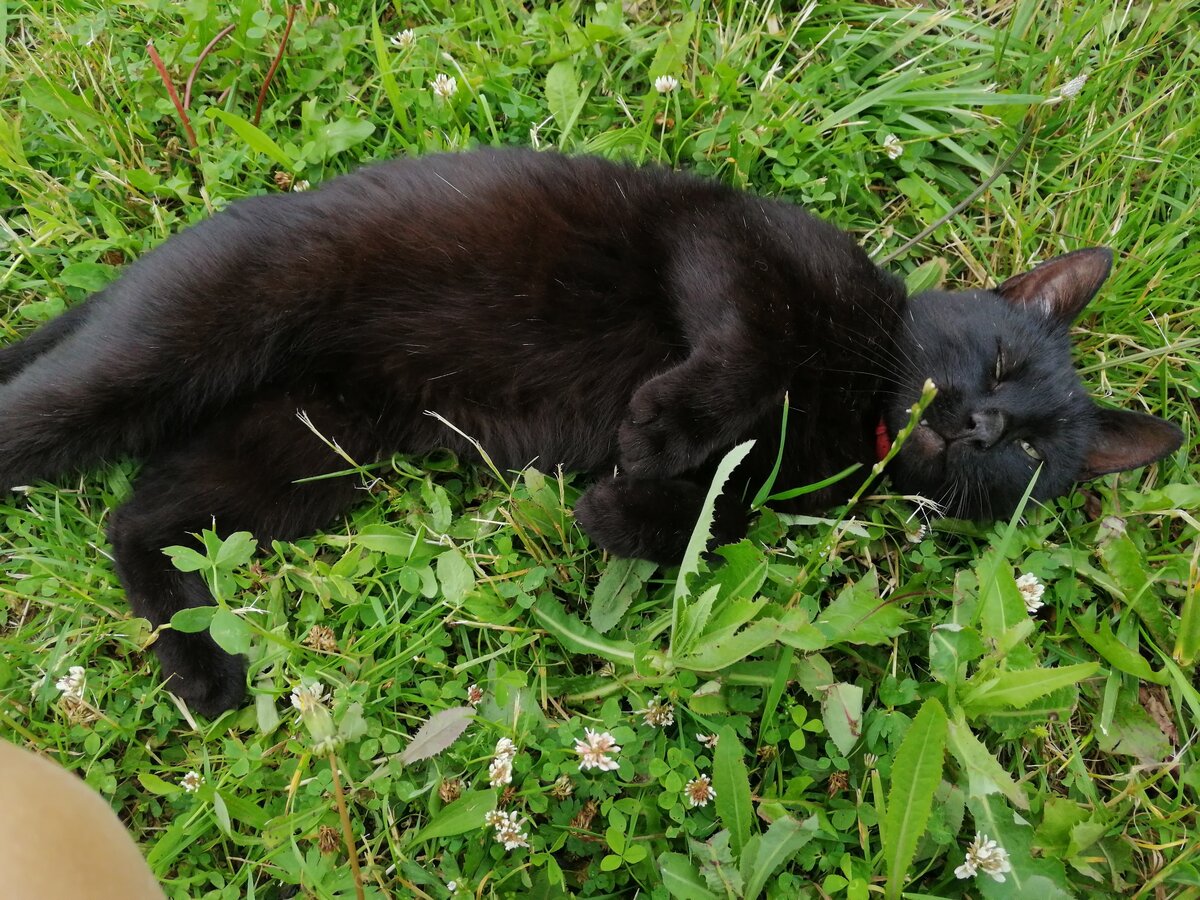 Вообще он любитель поваляться в траве.