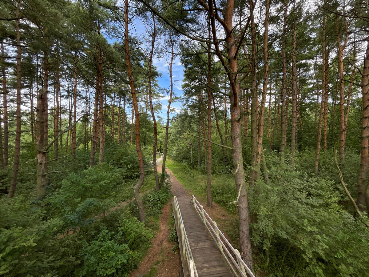 Королевский бор возле вышки
