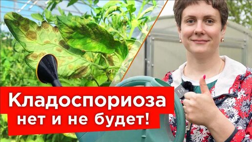 Бурые пятна на листьях томатов? Вот что надо срочно сделать! Чего боится кладоспориоз