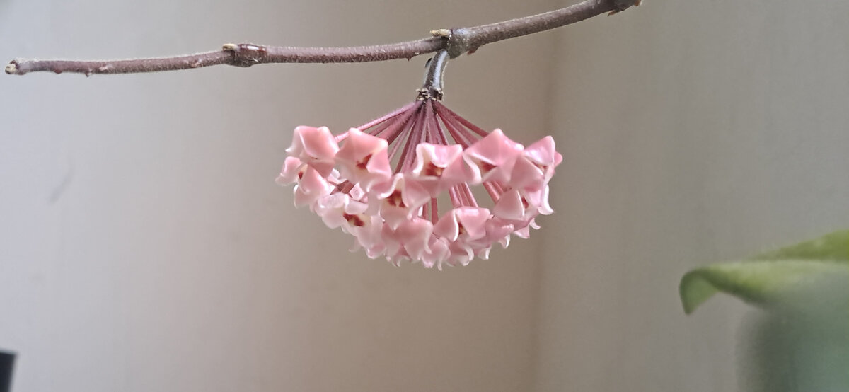 Хойя снова решила цвести. Выпустила новую кисть на месте старой, которая отцвела (фото автора)