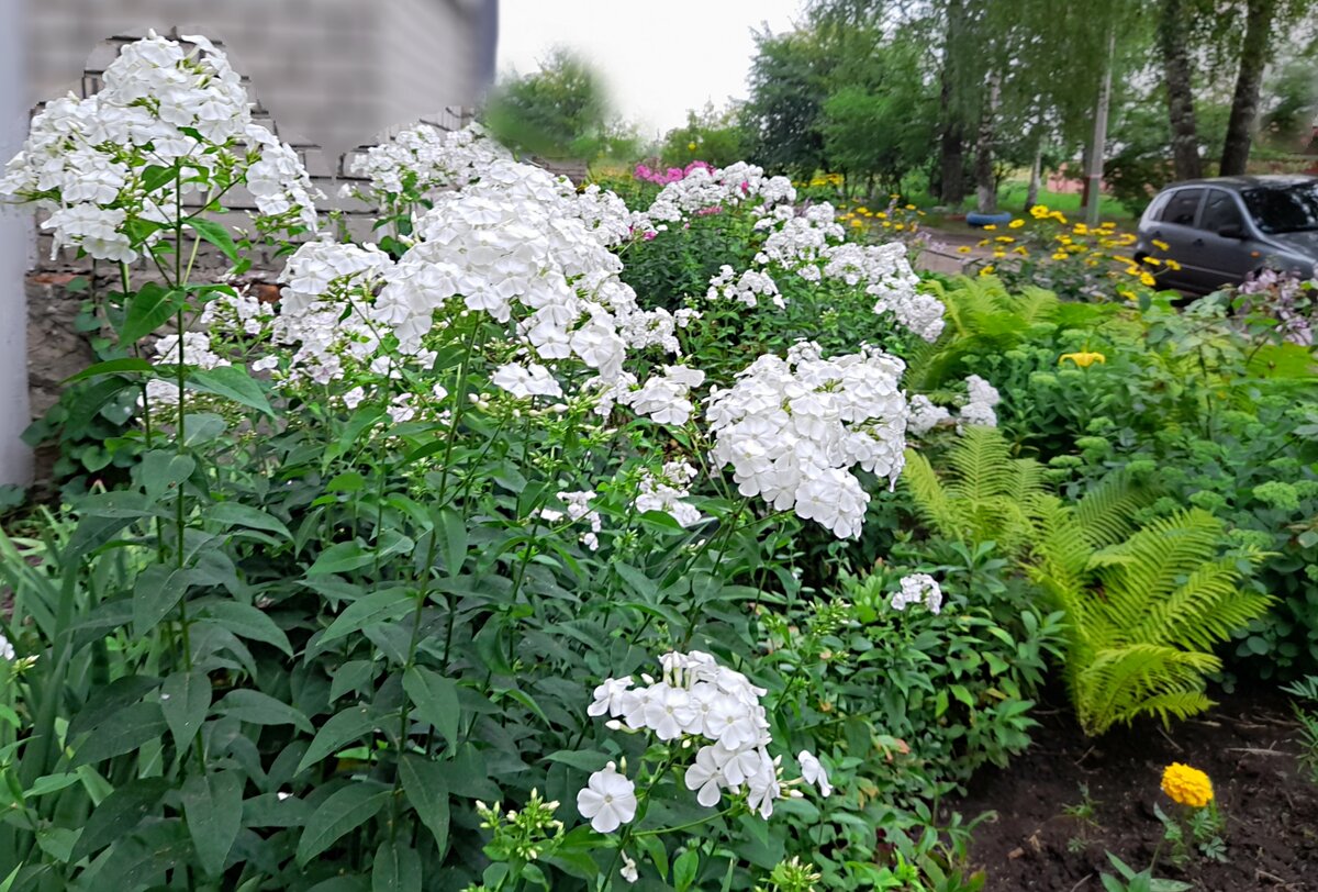 Флоксы у дома