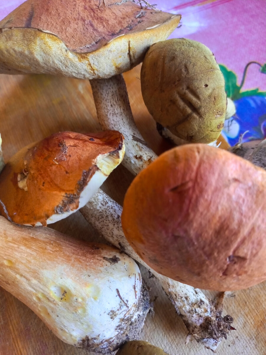 Грибы из леса. 